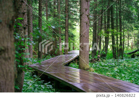 Curved wooden boardwalk leading through dense forest, surrounded by green foliage and tall trees, nature trail, eco tourism and peaceful woodland walk Curved wooden boardwalk leading through dense forest, surrounded by green foliage and tall trees, nature trail, eco tourism and peaceful woodland walk 140826822