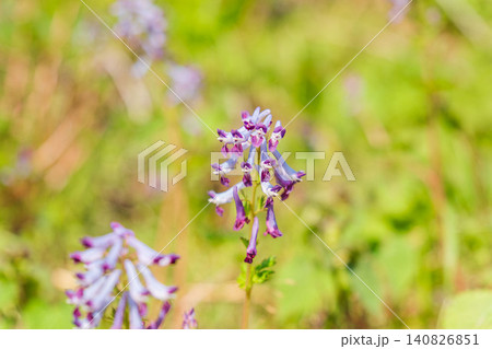 春の野山　ムラサキケマンの紫の花03 140826851