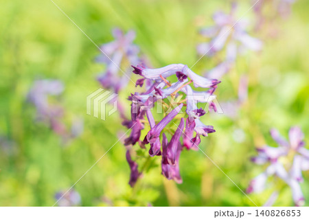 春の野山 ムラサキケマンの紫の花05 春の野山 ムラサキケマンの紫の花05 140826853