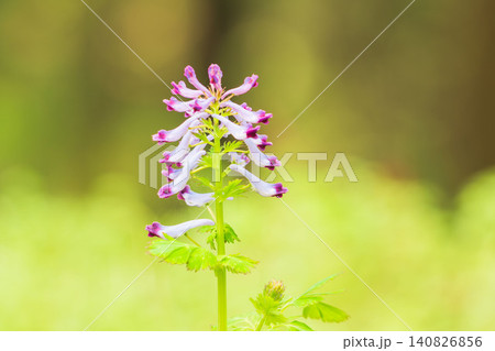春の野山 ムラサキケマンの紫の花08 春の野山 ムラサキケマンの紫の花08 140826856
