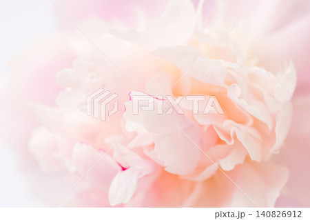 シャクヤクのピンク色の花をマクロ撮影23 シャクヤクのピンク色の花をマクロ撮影23 140826912