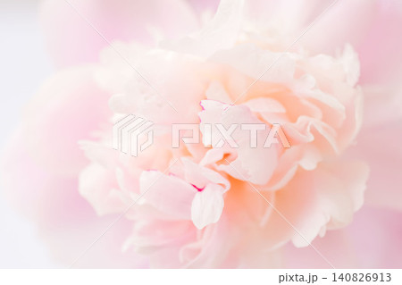 シャクヤクのピンク色の花をマクロ撮影24 140826913