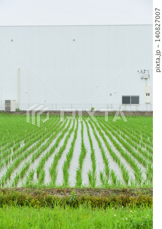 田植え直後の水田に並ぶ稲と背景に立つ白い建物が作る直線的な風景 田植え直後の水田に並ぶ稲と背景に立つ白い建物が作る直線的な風景 140827007
