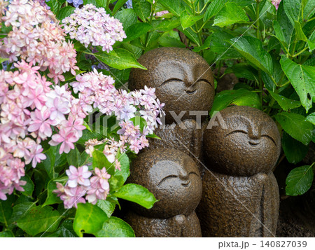 寺院の境内に咲く雨の紫陽花 寺院の境内に咲く雨の紫陽花 140827039