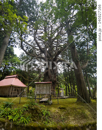 新潟県上越市虫川の大杉が鎮座する白山神社 新潟県上越市虫川の大杉が鎮座する白山神社 140827166