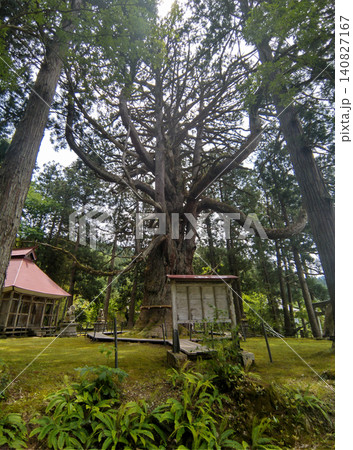 新潟県上越市虫川の大杉が鎮座する白山神社 新潟県上越市虫川の大杉が鎮座する白山神社 140827167
