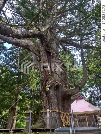 新潟県上越市虫川の大杉が鎮座する白山神社 140827172