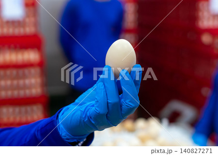 Quality Inspection of Fresh Chicken Eggs by Worker Wearing Protective Gloves 140827271