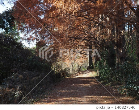紅葉したメタセコイアの並木道 森の情景 コピースペース バックグラウンド 自然と一体化する空間 紅葉したメタセコイアの並木道 森の情景 コピースペース バックグラウンド 自然と一体化する空間 140827340