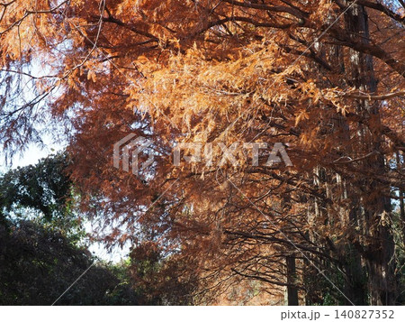 紅葉したメタセコイアの並木道 森の情景 コピースペース バックグラウンド 自然と一体化する空間 紅葉したメタセコイアの並木道 森の情景 コピースペース バックグラウンド 自然と一体化する空間 140827352