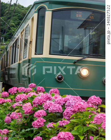 海街を走るローカル電車と梅雨の紫陽花 海街を走るローカル電車と梅雨の紫陽花 140827522