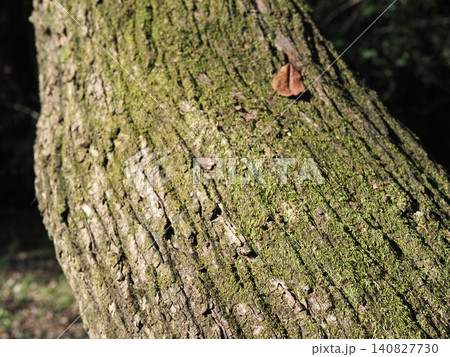 苔の絨毯 幹の梢 自然を全身に感じる コピースペース バックグラウンド モスグリーンの世界 苔の絨毯 幹の梢 自然を全身に感じる コピースペース バックグラウンド モスグリーンの世界 140827730