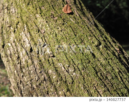 苔の絨毯 幹の梢 自然を全身に感じる コピースペース バックグラウンド モスグリーンの世界 苔の絨毯 幹の梢 自然を全身に感じる コピースペース バックグラウンド モスグリーンの世界 140827737