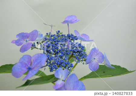 青い紫陽花 140827833