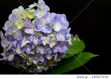 黒い背景に浮かび上がる紫陽花 黒い背景に浮かび上がる紫陽花 140827839