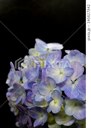 黒い背景に浮かび上がる紫陽花 黒い背景に浮かび上がる紫陽花 140827842
