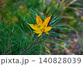 黄色い落ち葉　紅葉 140828039