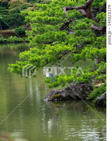金閣寺の庭園に佇む鷺と松 140828179