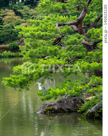 金閣寺の庭園に佇む鷺と松 140828180