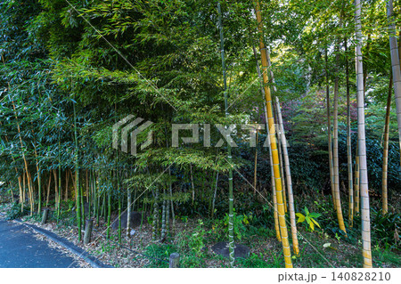 皇居東御苑の遊歩道沿いに広がる美しい竹林の風景 2023年12月 140828210