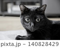 室内でじっと見つめる黒猫 140828429