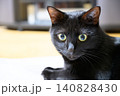 室内でじっと見つめる黒猫 140828430