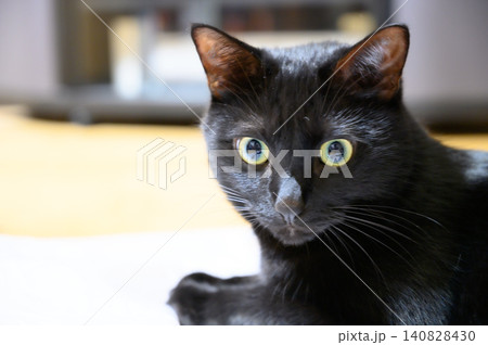 室内でじっと見つめる黒猫 室内でじっと見つめる黒猫 140828430