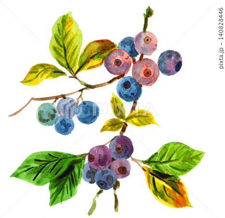 水彩で描いたblueberry26627pix7 水彩で描いたblueberry26627pix7 140828446