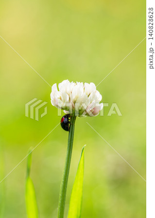春の野山 シロツメクサの白い花と茎に隠れているてんとう虫13 春の野山 シロツメクサの白い花と茎に隠れているてんとう虫13 140828628