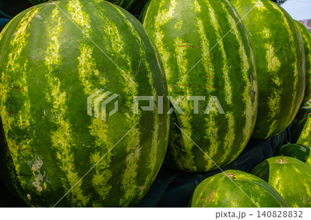 collection of fresh ripe green watermelons collection of fresh ripe green watermelons 140828832