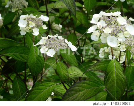 山紫陽花の一種で葉に甘み成分を含み花祭りでは葉を乾燥させたお茶を飲む 140829062