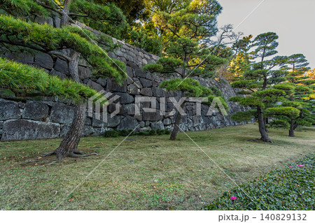 江戸城の壮大な石垣に沿って美しく手入れされた松の木々 2023年12月 140829132