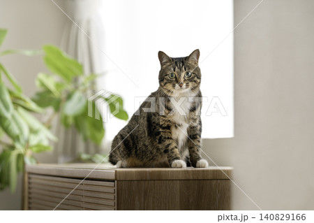 窓辺に座る猫(キジ白 2歳の女の子) カメラ目線 窓辺に座る猫(キジ白 2歳の女の子) カメラ目線 140829166