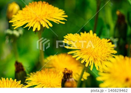Yellow dandelion flowers Taraxacum officinale. Dandelion on spring sunny day Yellow dandelion flowers Taraxacum officinale. Dandelion on spring sunny day 140829462