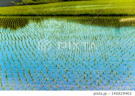 A large area of rice seedlings growing in the fields of Korea. A large area of rice seedlings growing in the fields of Korea. 140829463