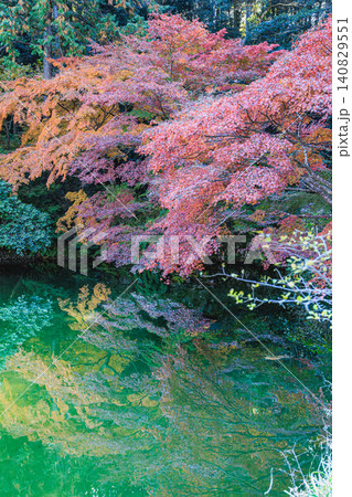 浄瑠璃寺庭園の宝池を彩る見事な紅葉と水面のリフレクション 140829551