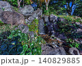 青々とした常緑植物に囲まれた皇居東御苑・二の丸庭園の美しい滝の佇まい 2023年12月 140829885