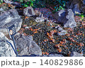 二の丸庭園のせせらぎの底に沈む色鮮やかな落ち葉と風情ある石畳 2023年12月 140829886