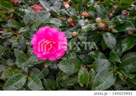 雨に濡れた葉の中に咲くピンクの山茶花一輪 140829991