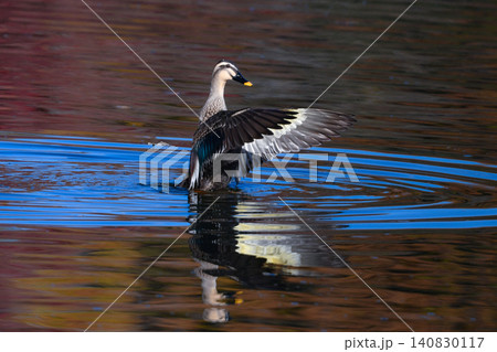 秋の紅葉の美しい公園で見られる身近なかわいい野鳥カルガモ 秋の紅葉の美しい公園で見られる身近なかわいい野鳥カルガモ 140830117