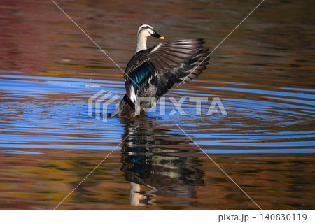秋の紅葉の美しい公園で見られる身近なかわいい野鳥カルガモ 秋の紅葉の美しい公園で見られる身近なかわいい野鳥カルガモ 140830119