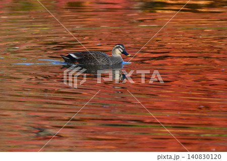 秋の紅葉の美しい公園で見られる身近なかわいい野鳥カルガモ 140830120