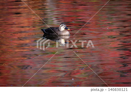秋の紅葉の美しい公園で見られる身近なかわいい野鳥カルガモ 秋の紅葉の美しい公園で見られる身近なかわいい野鳥カルガモ 140830121