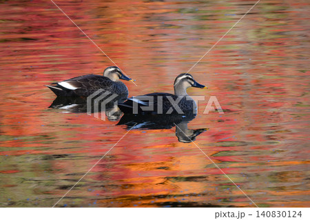秋の紅葉の美しい公園で見られる身近なかわいい野鳥カルガモ 秋の紅葉の美しい公園で見られる身近なかわいい野鳥カルガモ 140830124