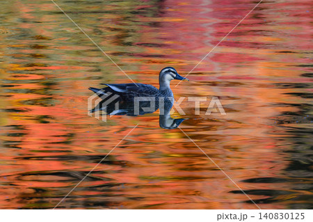 秋の紅葉の美しい公園で見られる身近なかわいい野鳥カルガモ 秋の紅葉の美しい公園で見られる身近なかわいい野鳥カルガモ 140830125