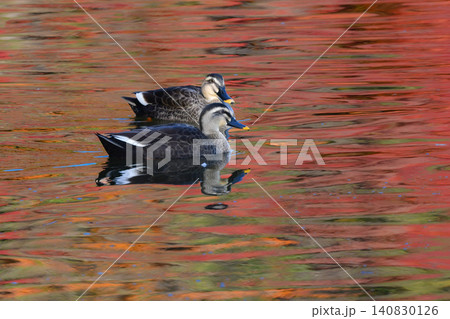 秋の紅葉の美しい公園で見られる身近なかわいい野鳥カルガモ 秋の紅葉の美しい公園で見られる身近なかわいい野鳥カルガモ 140830126