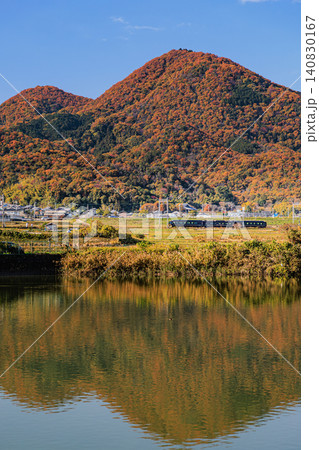 奈良ののどかな田園風景と秋色の二上山に映える青のシンフォニーの車両 奈良ののどかな田園風景と秋色の二上山に映える青のシンフォニーの車両 140830167