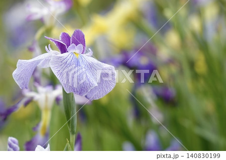 キレイな薄紫色の花菖蒲 キレイな薄紫色の花菖蒲 140830199