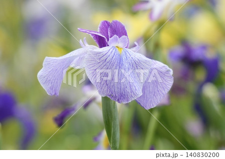 キレイな薄紫色の花菖蒲 キレイな薄紫色の花菖蒲 140830200