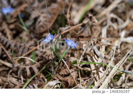 枯れ草の間から美しく咲く春の山野草、フデリンドウ 枯れ草の間から美しく咲く春の山野草、フデリンドウ 140830297